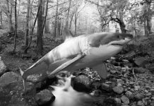 Wrap Up: Fish are Dying?