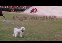 A Dog’s Tour of UVA