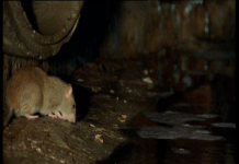 As social distancing in NYC continues, nature returns to the city in the form of rat infestation